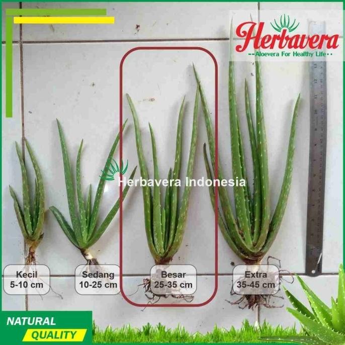 

Terlaris Aloevera Bibit Lidah Buaya Jumbo Herbavera