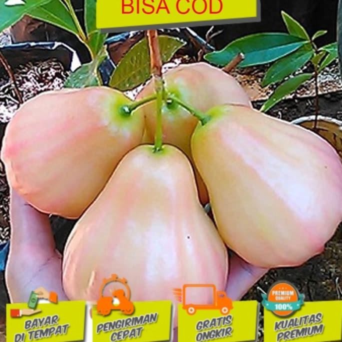 

Terlaris Jambu Air King Rose Bibit Tanaman Buah