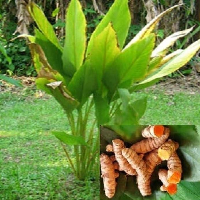 

Terlaris Bibit Kunyit - Tanpa Media Tanam