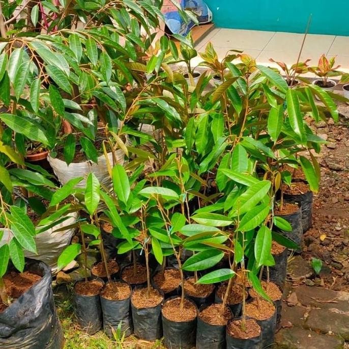 

Terlaris Bibit Durian Bawor 60 Cm