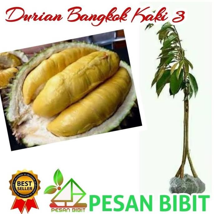 

Terlaris Bibit Durian Bangkok Kaki 3