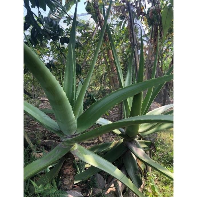 

Terlaris Bibit Lidah Buaya Jumbo Pontianak