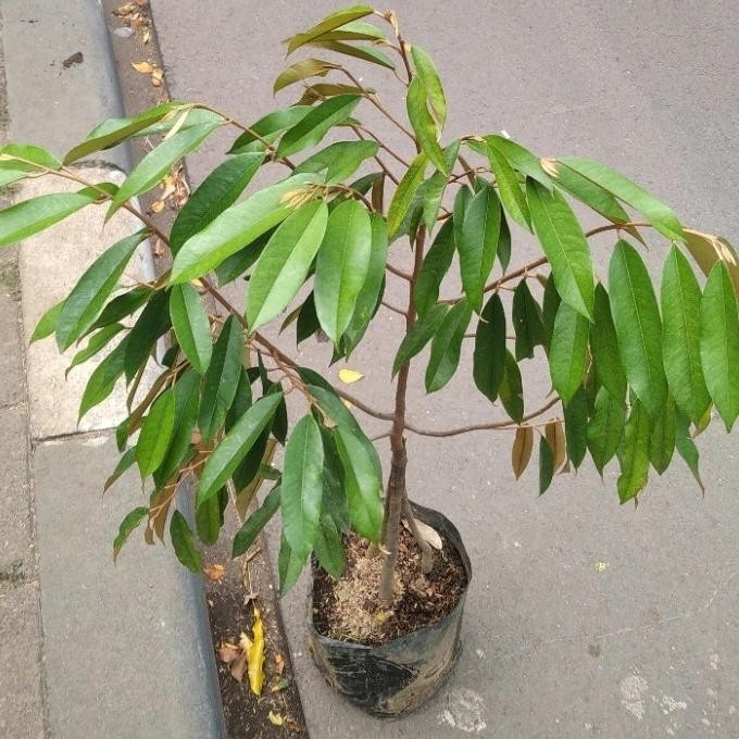 

Terlaris Bibit Pohon Durian Montong Kaki 3 Benih Durian Kondisi Superr