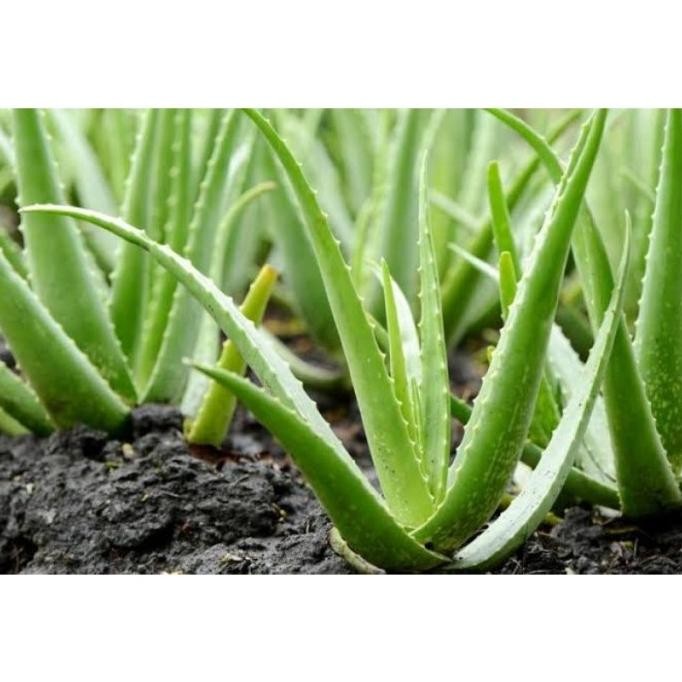 

Terlaris Bibit Lidah Buaya Besar 1 Kg Larwbe 6178Av