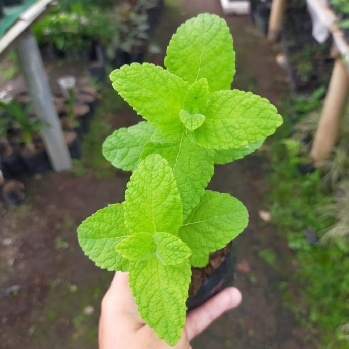 

Terlaris Pohon Bibit Tanaman Apple Mint/Daun Mint