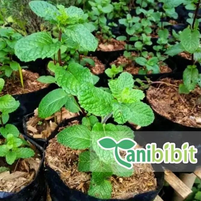 

Terlaris Ankn Bibit Tanaman Daun Mint - Daun Spearmint - Mentha - Herbal