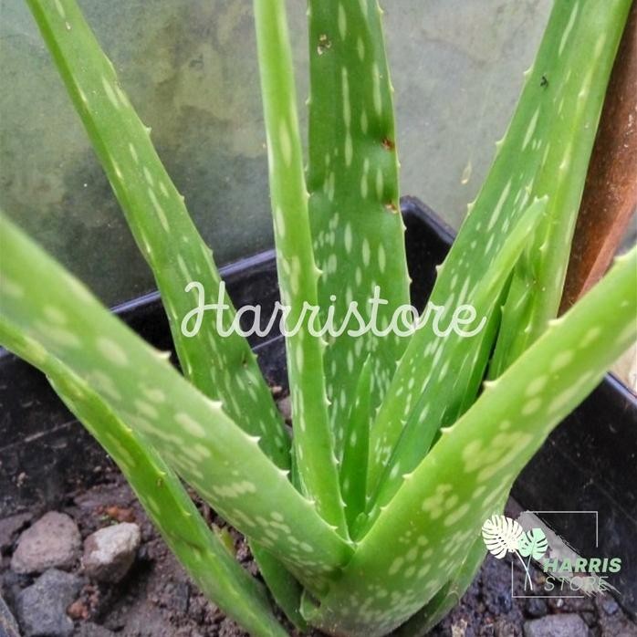 

Terlaris Bibit Tanaman Lidah Buaya Jumbo Pontianak Top