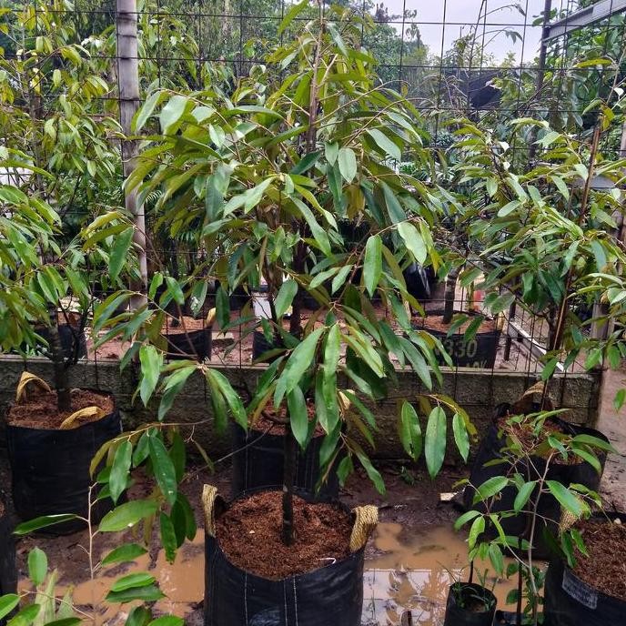 

Terlaris Bibit Dongkelan Durian Musangking 120-130Cm