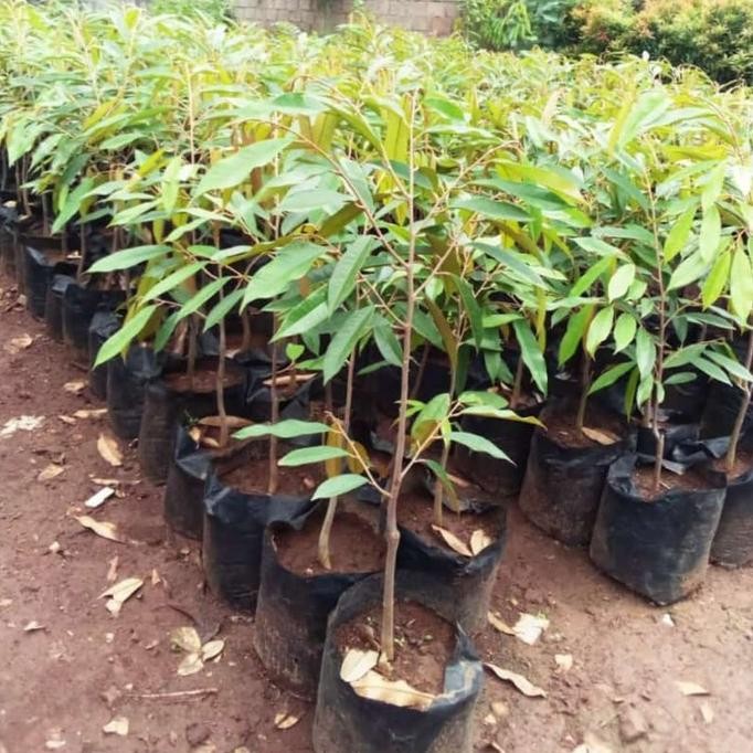 

Terlaris Bibit Tanaman Buah Durian Musang King 50 Cm Murah Kualitas Super New Tos