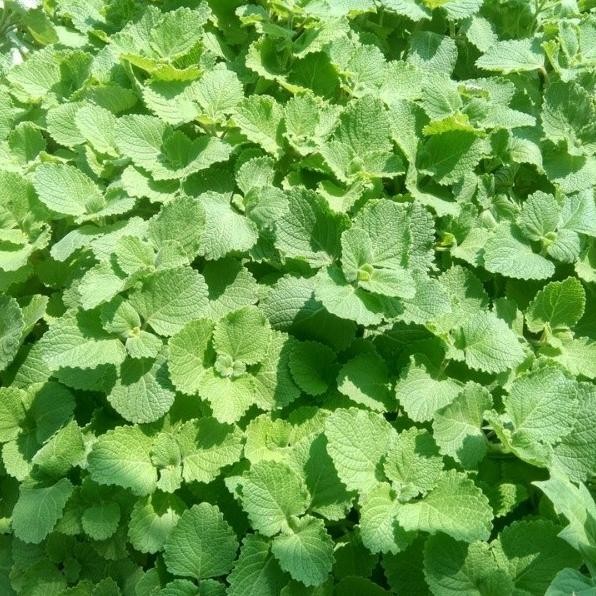 

Terlaris Bibit Daun Mint Lemon Harum Wangi Dan Segar Siap Tanam B Abbujy 6049Tc