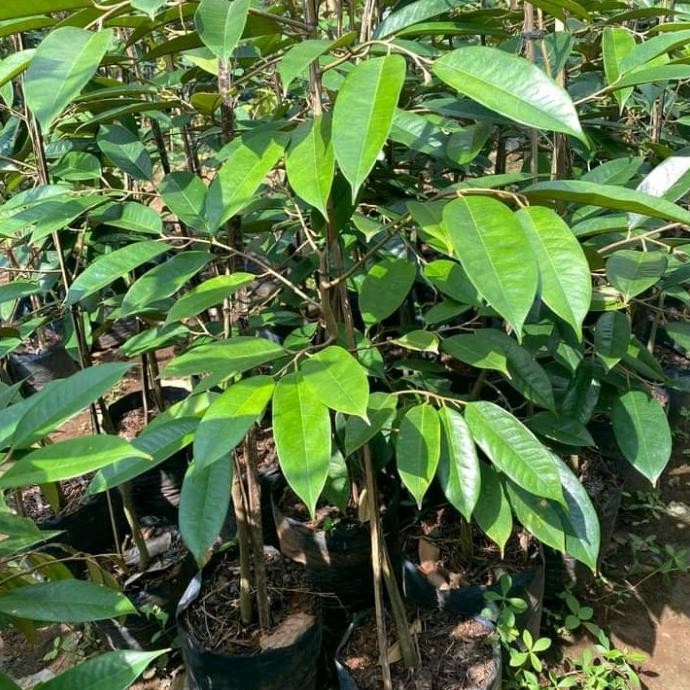 

Terlaris Bibit Tanaman Buah Durian Namlung Okulasi Genjah Berkualitas Super