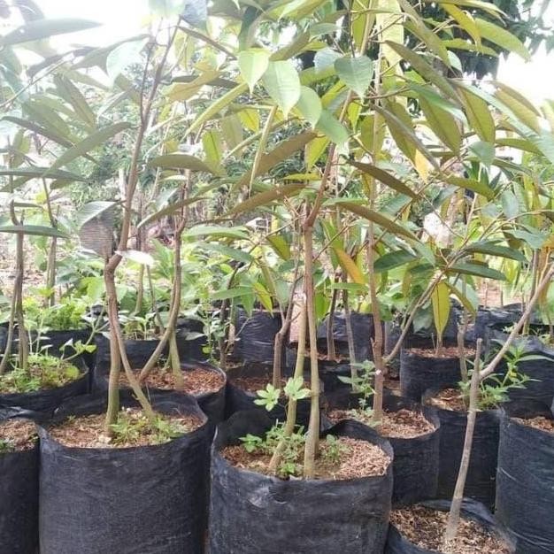 

Terlaris Bibit Durian Montong Kaki 3