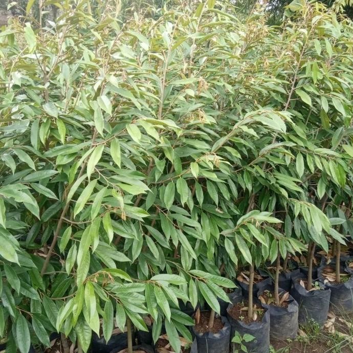 

Terlaris Bibit Durian Musang Tinggi 1,5 Meter Batang Besar .