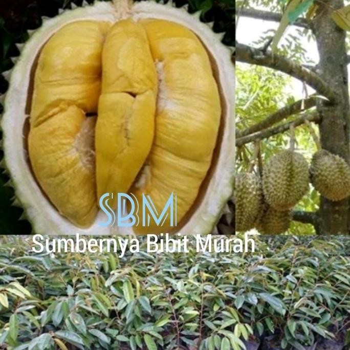 

Terlaris Bibit Durian Bawor