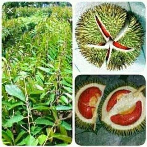 

Terlaris Bibit Durian Merah Paket 5 Pohon Murah