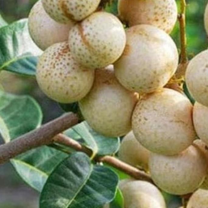 

Terlaris Bibit Kelengkeng Aroma Durian Okulasi