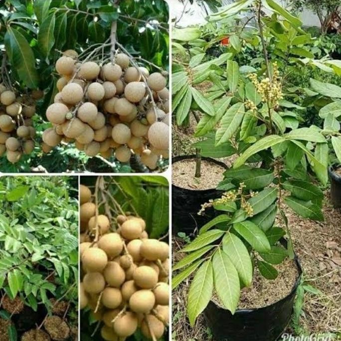 

Terlaris Bibit Tanaman Buah Kelengkeng Aroma Durian Berbunga