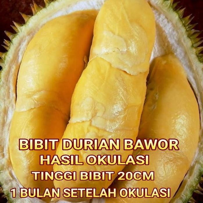 

Terlaris Bibit Tanaman Pohon Durian Bawor Bibit Duren Hasil Okulasi
