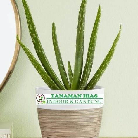 

Terlaris Tanaman Hias Indoor Lidah Buaya Mini Bibit Tanaman Super Unggul Asli Original