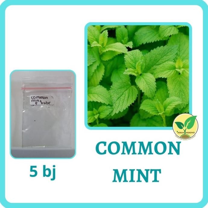

Terlaris Best Seller 5 Bibit Daun Common Mint Herbal Benih Tanaman Sayuran Herbs Mentol Import Unggul Berkualitas