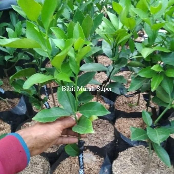 

Terlaris Bibit Tanaman Jeruk Nipis Cepat Berbuah Berkualitas Super Unggul