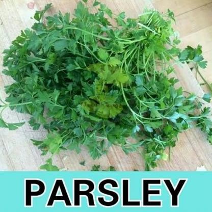 

Terlaris Benih Bibit Herbal Benih Herb Daun Mint Rosemery Thyme Oregano Parsley