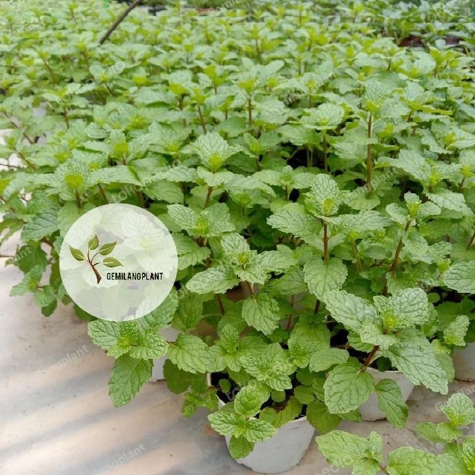 

Terlaris Bibit Tanaman Daun Mint - Daun Spearmint - Menthol ( Obat Herbal) Eeee