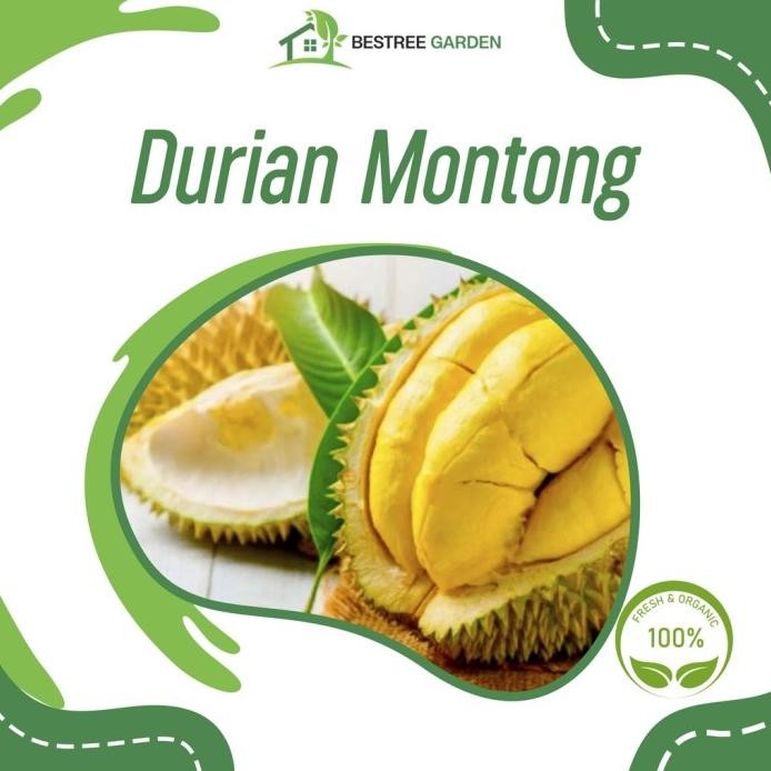

Terlaris Bibit Durian Montong Super Hasil Okulasi Cepat Berbuah