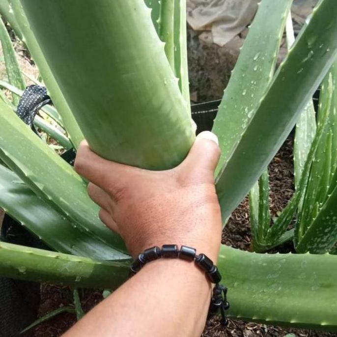 

Terlaris Tmy- Bibit Lidah Buaya Pontiank Super Jumbo Ukuran15_20Cm+Pupuk