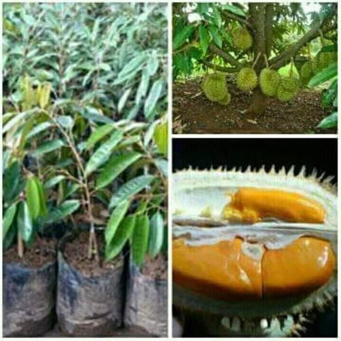

Terlaris Bibit Tanaman Buah Durian Montong.. 1Meter