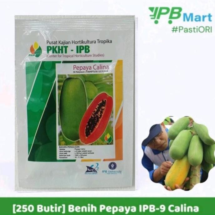 || BANANA / Benih Pepaya IPB 9 PKHT Calina ||~~~