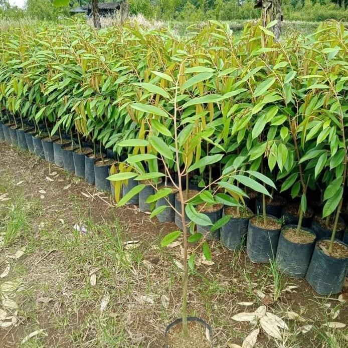

Terlaris Bibit Tanaman Buah Durian Musangking . Tinggi 1 Meter