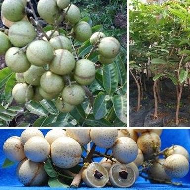 

Terlaris Bibit Kelengkeng Aroma Durian
