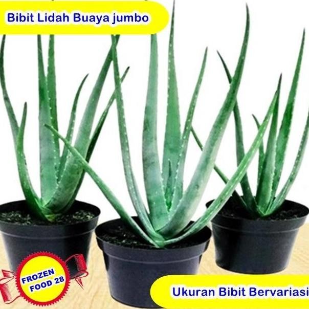

Terlaris Bibit Lidah Buaya Jumbo, Aloevera Gel Organik Murni, Benih Pohon Tanaman Hias Hidup Indoor Outdoor Tahan Panas, Daun Pelepah Lidah Buaya Segar Super Jumbo Pontianak