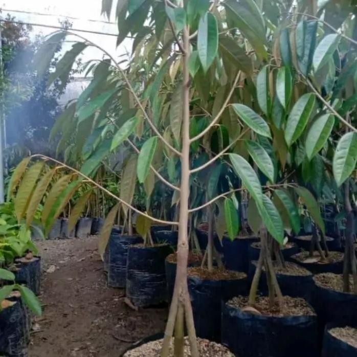 

Terlaris Harga Promosi Bibit Tanaman Buah Durian Musang King Kaki 3 Murah Aa88