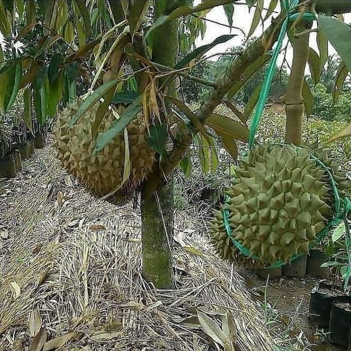 

Terlaris Bibit Durian Musangking