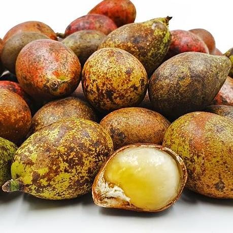 Terlaris Bibit Buah Matoa Tanaman Matoa Perpaduan 3 Rasa Rambutan, Kelengkeng Dan Durian