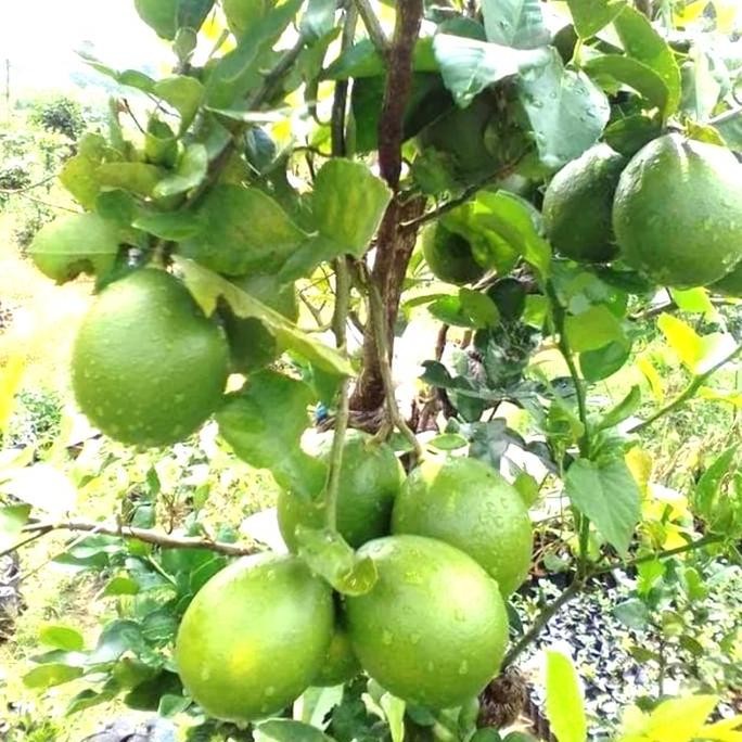 

Terlaris Bibit Jeruk California Lemon Kalifornia Tanaman Pohon Nipis Orange