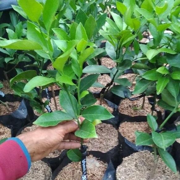 

Terlaris Bibit Buah Jeruk Nipis