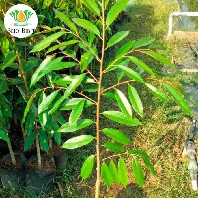 

Terlaris Bibit Durian Super Tembaga Tinggi 1 Meter Asli Bangka Hasil Okulasi