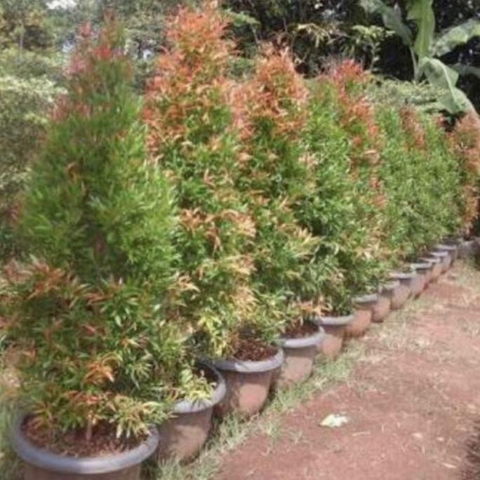 Tanaman hias pucuk merah super tinggi 1 meter up // rimbun