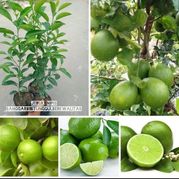 

Terlaris Bibit Tanaman Buah Jeruk Nipis / Jeruk Peras