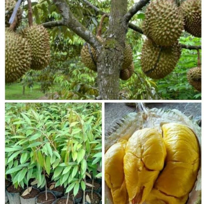 

Terlaris Bibit Tanaman Buah Durian Petruk Super