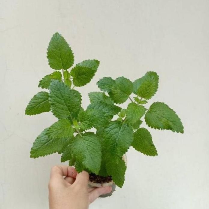 

Terlaris Terlaris!! Benih Daun Mint Lemon Balm Tanaman Herbal Bibit Sayuran