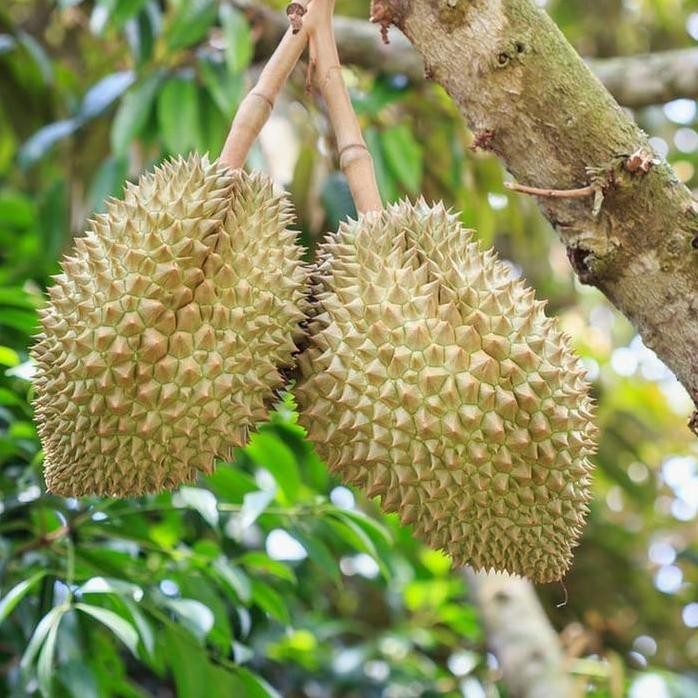 

Terlaris Bibit Durian Duri Hitam Original