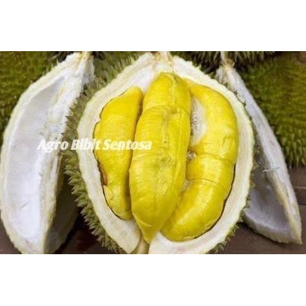 

Terlaris Bibit Durian Petruk / Bibit Buah / Tanaman