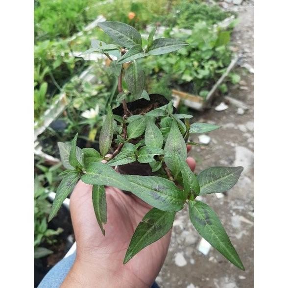 

Terlaris New-Bibit Daun Kesum, Daun Laksa, Vietnam Mint.