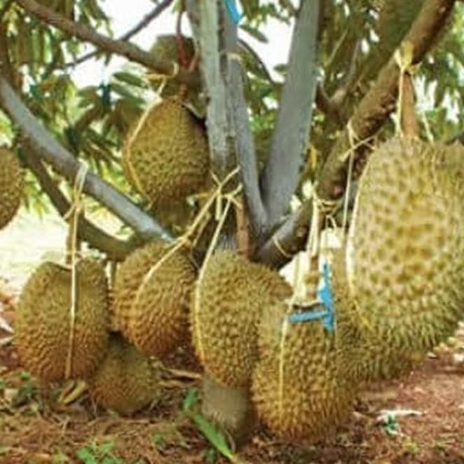 

Terlaris Paket Hemat 3 Bibit Durian Bawor,Musang King,Merah Kualitas Super