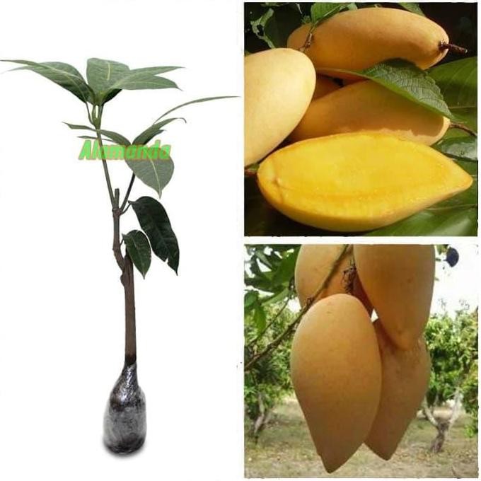 

Terlaris Bonus Bibit Jeruk Nipis @Tanaman Mangga Namdokmai Golden
