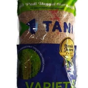 || BANANA / Benih padi M400 premium ||~~~